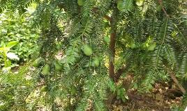 安徽黟縣：深耕“香榧經濟”實現綠富共興