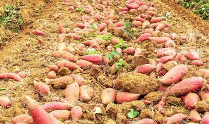 山西運城甘薯產業精準施策尋求新突破