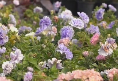 居民“菜籃子”持續上新供應足 新年消費市場紅紅火火“熱氣騰騰”