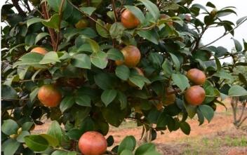 破解“下山難”提升價值鏈 浙江青田油茶全鏈機械化開辟富民路