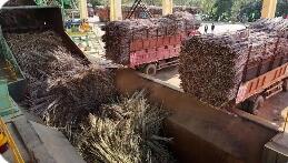 確保將一根甘蔗“吃干榨盡” 廣西來賓構建五大循環經濟產業鏈