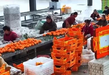 科技加持讓致富果“甜”上加“值” “顏值關”疊加“低碳關”成為農產品過硬競爭力