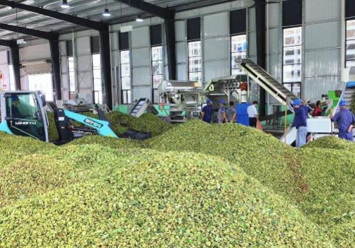 中國八角之鄉”云南富寧：八角撐起致富夢