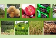 福建新增53個全國名特優新農產品