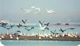 新一批長江流域國家重點保護水生野生動物重要棲息地名錄發布