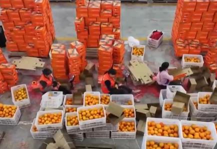 “數字+農業”助推特色農產品“出圈” 精細化服務提質增效讓農戶得實惠