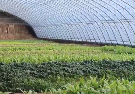 “新技術+冷鏈+精準把控”保障蔬果供應鎖鮮快達 百姓“菜籃子”物豐質優