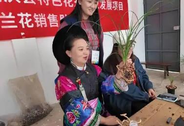 “中國名蘭之鄉”云南省鶴慶縣：讓傳統花卉成增收致富新引擎