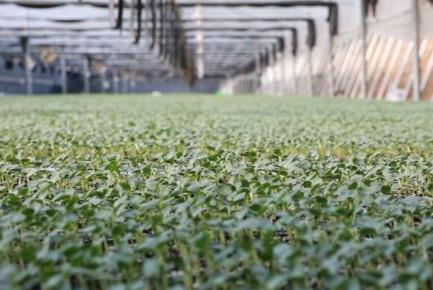 濰坊昌樂：“好種苗”賦能“強產業” 擦亮“中國西瓜之鄉”金招牌