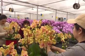 集市人氣旺、年宵花爭艷 “年貨消費”活力充沛激發經濟增長新動能