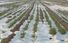 今年首場寒潮來襲，對農業生產影響幾何？