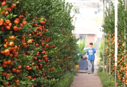 廣東順德“年桔之鄉”迎來豐收旺季 海外訂單陸續出貨