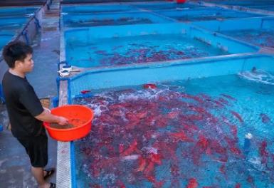 中國東星斑之鄉，居然是海南這個小城