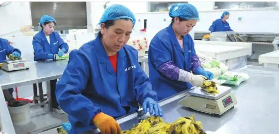 脫貧人口務工就業規模連續5年穩定在3000萬人以上