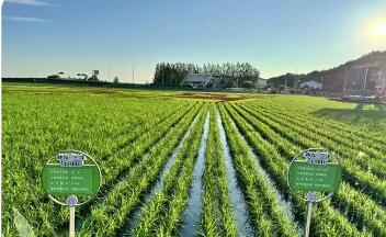 全鏈發展提質效 品類拓展促增收——黑龍江定制農業發展一線觀察