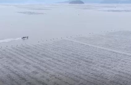 首批在南方培育和養殖的裙帶菜苗成功投產 產業鏈融合拓展致富“新空間”