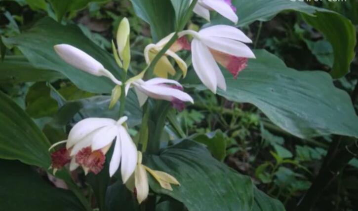 長江經濟帶國家級自然保護區珍稀物種保護成效顯著