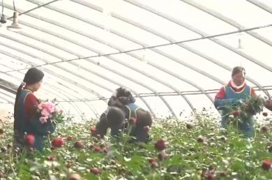 科技賦能“鮮花經濟”花開更“艷” 百姓在繁花美景中迎接新的一年