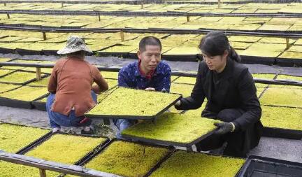 去年人均可支配收入突破4.5萬元 農民增收，浙江為何能？