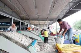 “大蒜之鄉”打響出口“金蒜盤”