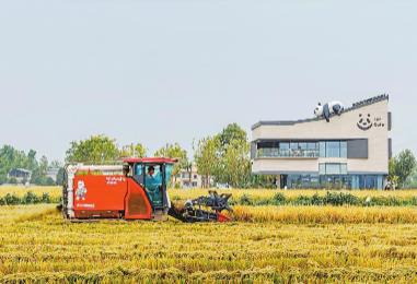 鍛長板、補短板、育新板　今年四川“三農”工作劃重點