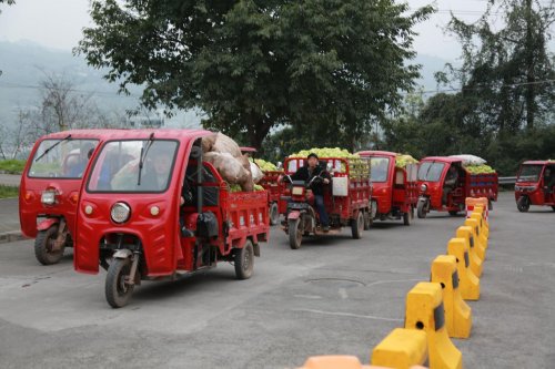 涪陵榨菜“訂單+服務”賦能，扎實推進青菜頭收購高效有序開展