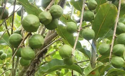 從“收一土鍋”到富民興邊 云南臨滄鎮康縣澳洲堅果走上蛻變路