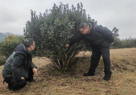 “中國苔茶之鄉”何以實現“古樹生金”