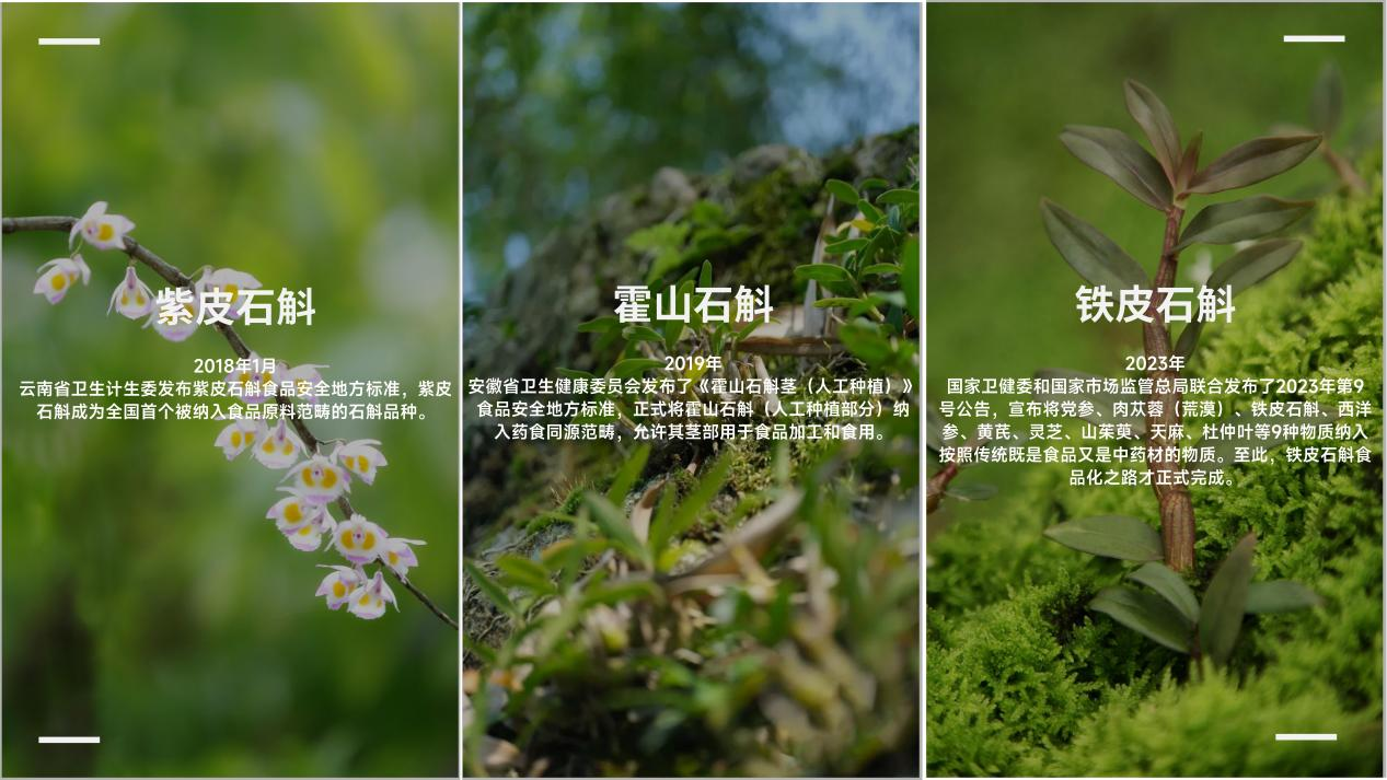 情人節送禮：紫皮石斛、霍山石斛、鐵皮石斛怎么選？