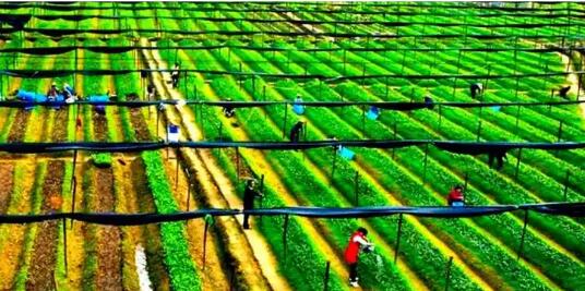 扎實推進鄉村全面振興｜縣域富民產業迎發展新機遇