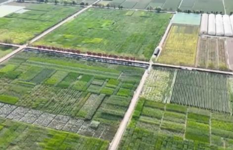 我國種業振興“五年見成效”目標順利完成 “中國糧”用“中國種”態勢更加牢固