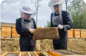 滴滴匠心蜜 揚帆出海香——2025年湖北蜂蜜出口再創佳績