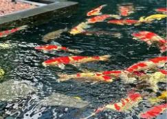 江門錦鯉“游”到歐盟 “中國錦鯉之鄉”實現出口歐盟“零”的突破