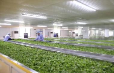 扎根產區，鏈接新消費：廣東茶的產業躍遷