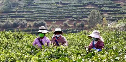 科技助推云南鳳慶縣茶果產業高質量發展