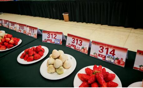 小草莓孕育出富民大產業