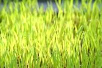 看！春耕里的新質生產力