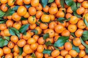 砂糖橘為何能“統治”春節？