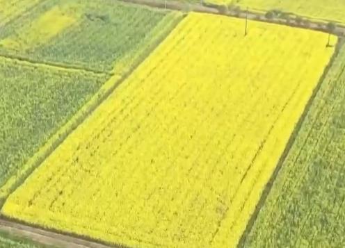 油菜籽扎根巴基斯坦，飼料“游”進越南蝦塘！中國農業這樣出海→