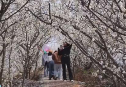 又是一年賞花季 邂逅春日浪漫 “賞花+”為農文旅消費“增香添彩”