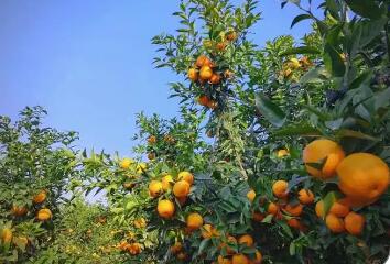 以“技”為抓手實施聯農帶農 云南臨滄特色農業產業奏響“春之曲”