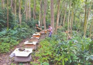 福建出臺十條措施加快林下經濟高質量發展