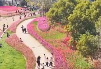 去踏青、共賞花，春意正濃！““春日經濟”蓬勃綻放