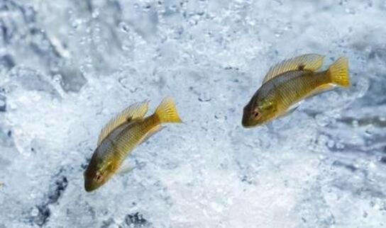 山東菏澤漁業產值突破二十億元 黃河鯉魚新品系培育獲突破