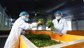 云南鳳慶縣推動滇紅茶產業全鏈條發展