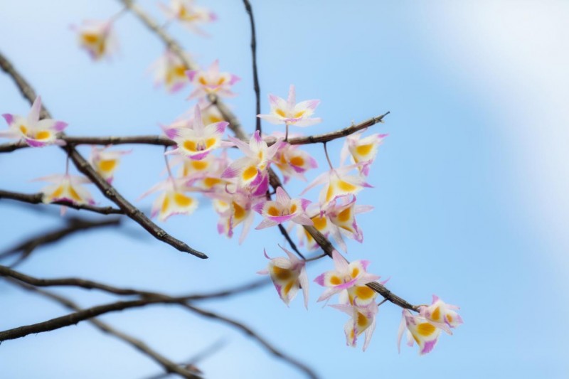 三八婦女節：研究了上萬份女性購物清單后，紫皮石斛才是“愛你老己”的首選？
