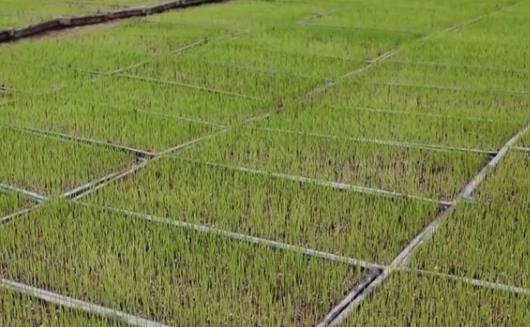 人勤春來早，農忙正當時→把課堂搬到田間地頭 以科技賦能產業升級