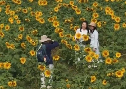 春花綻放帶旺鄉村游 花海“顏值”變文旅“產值”點亮“春日經濟”