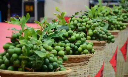 云南臨滄： “464”收益分配機制助推堅果產業做大做強