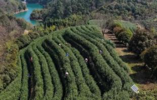 浙江武義：中國有機茶之鄉春茶全面開采